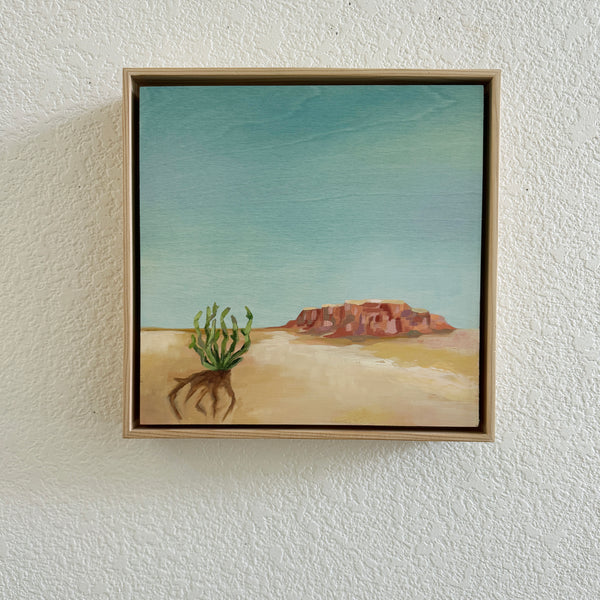 Cholla Dreams