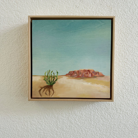 Cholla Dreams